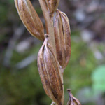 Platanthera chlorantha - Grünliche Waldhyazinthe