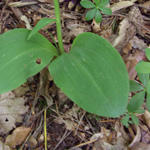 Platanthera chlorantha - Grünliche Waldhyazinthe
