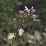 Polygala serpyllifoila - Quendelblättriges Kreuzblümchen