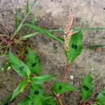 Persicaria lapathifolia subsp. lapathifolia - Ampfer-Knöterich