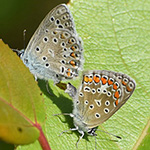 Polyommatus icarus - Hauhechel-Bläuling
