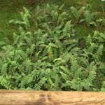 Polypodium vulgare - Gewöhnlicher Tüpfelfarn