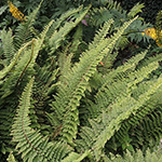 Polystichum setiferum 'Plumosum Densum' - Borstiger Schildfarn
