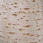 Populus alba - Silber-Pappel