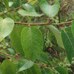 Populus maximowiczii-Hybride - Industriebrachen-Pappel