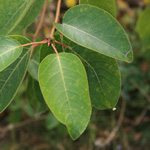 Populus maximowiczii-Hybride - Industriebrachen-Pappel