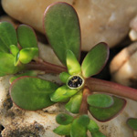 Portulaca oleracea s. l.- Gemüse-Portulak