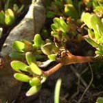 Portulaca oleracea - Gemüse-Portulak