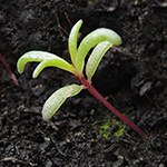 Portulaca grandiflora - Portulakröschen