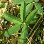 Potentilla palustris - Sumpfblutauge