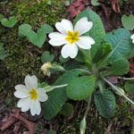 Primula vulgaris - Garten-Primel