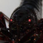 Procambarus clarkii - Roter Amerikanischer Flusskrebs
