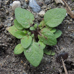 Prunella vulgaris - Kleine Braunelle