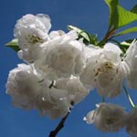 Prunus avium 'Plena' - Gefülltblütige Vogel-Kirsche