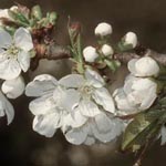Prunus avium - Vogel-Kirsche