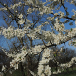 Prunus cerasifera - Kirsch-Pflaume