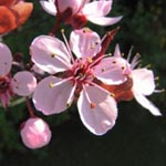 Prunus cerasifera Nigra - Blut-Pflaume