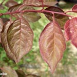 Prunus cerasifera 'Nigra' - Blut-Pflaume