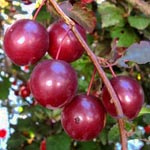 Prunus cerasifera 'Nigra' - Kirsch-Pflaume
