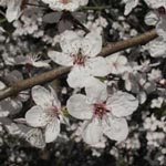 Prunus cerasifera - Kirsch-Pflaume