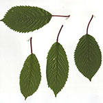 Prunus cerasus - Sauer-Kirsche