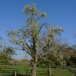 Prunus domestica - Gewöhnliche Pflaume