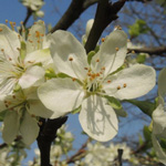 Prunus domestica - Gewöhnliche Pflaume