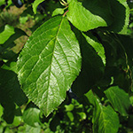 Prunus domestica - Pflaume