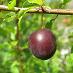 Prunus domestica subsp. insititia - Kriechen-Pflaume