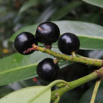 Prunus laurocerasus - Lorbeer-Kirsche