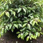 Prunus lusitanica - Portugiesische Lorbeerkirsche