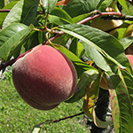 Prunus persica - Pfirsich