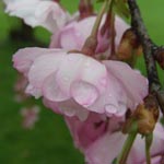 Prunus sargentii - Berg-Kirsche