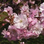 Prunus serrulata 'Kanzan' - Japanische Blütenkirsche