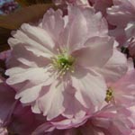 Prunus serrulata - Japanische Blütenkirsche