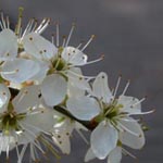 Prunus spinosa - Schlehe, Schwarzdorn