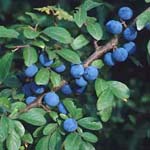 Prunus spinosa - Schlehe
