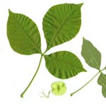 Ptelea trifoliata - Kleeulme