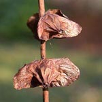 Pterocarya fraxinifolia - Kaukasische Flügelnuss
