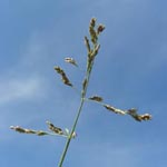 Puccinellia distans - Gewöhnlicher Salzschwaden