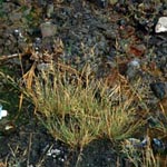 Puccinellia distans - Gewöhnlicher Salzschwaden