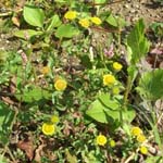 Pulicaria vulgaris - Kleines Flohkraut