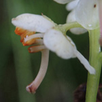 Pyrola rotundifolia - Rundblättriges Wintergrün