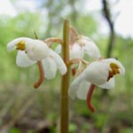 Pyrola rotundifolia - Rundblättriges Wintergrün