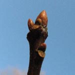 Quercus palustris - Sumpf-Eiche