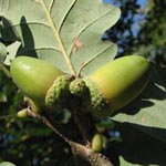 Quercus petraea - Trauben-Eiche