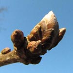 Quercus pontica - Pontische Eiche