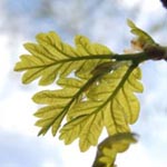 Quercus robur - Stiel-Eiche