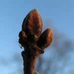 Quercus x rosacea - Bastard-Eiche