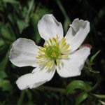 Ranunculus aconitifolius - Eisenhutblättriger Hahnenfuß